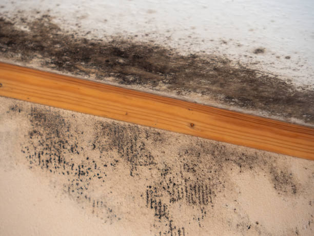 Best Mold Removal for HVAC Installations  in Castroville, TX