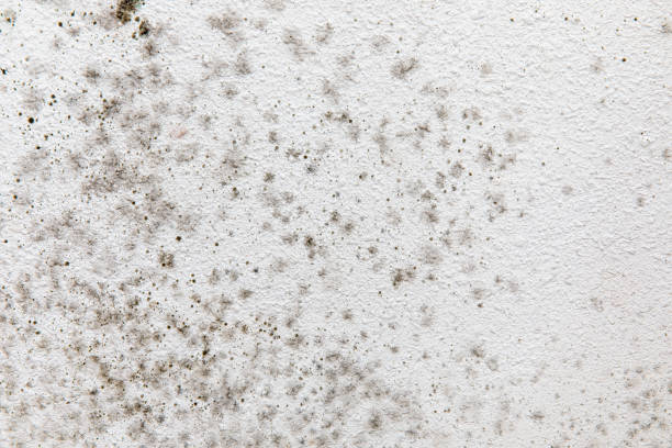 Reliable Castroville, TX Mold Removal Solutions